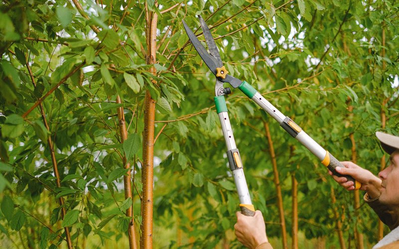 Tree trimming in Macedonia, IL