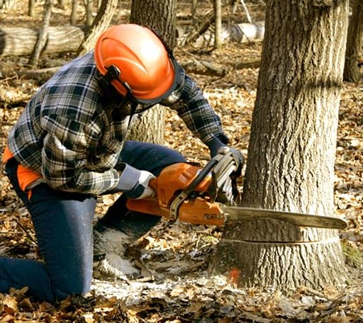 Tree Removal in Macedonia, IL